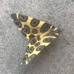 Pantherodes pardalaria