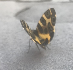 Pantherodes pardalaria