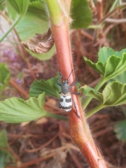 Aegorhinus phaleratus