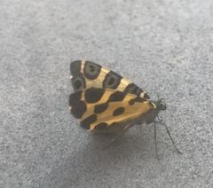 Pantherodes pardalaria