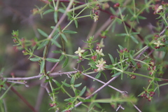 Galium nuttallii