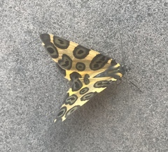 Pantherodes pardalaria