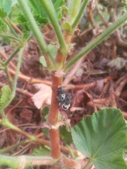 Aegorhinus phaleratus