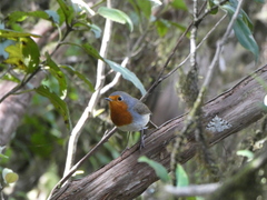 Erithacus rubecula superbus