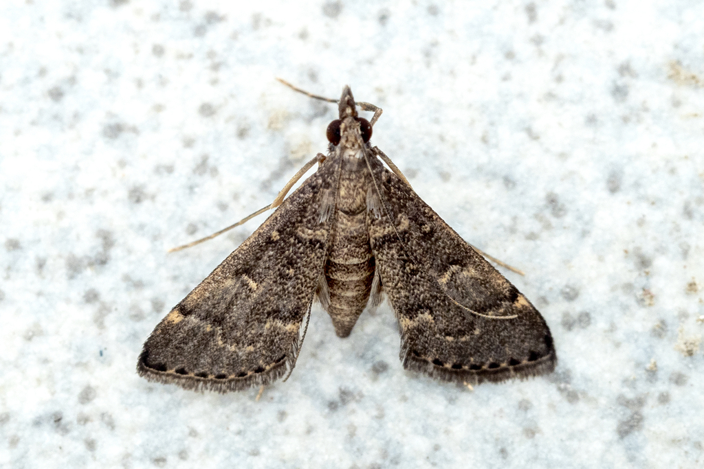 Symmoracma minoralis