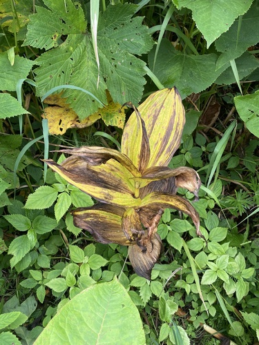 Veratrum grandiflorum