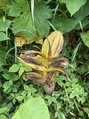 Veratrum grandiflorum
