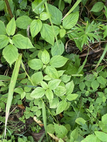 Bulbous Nettle (Laportea bulbifera)