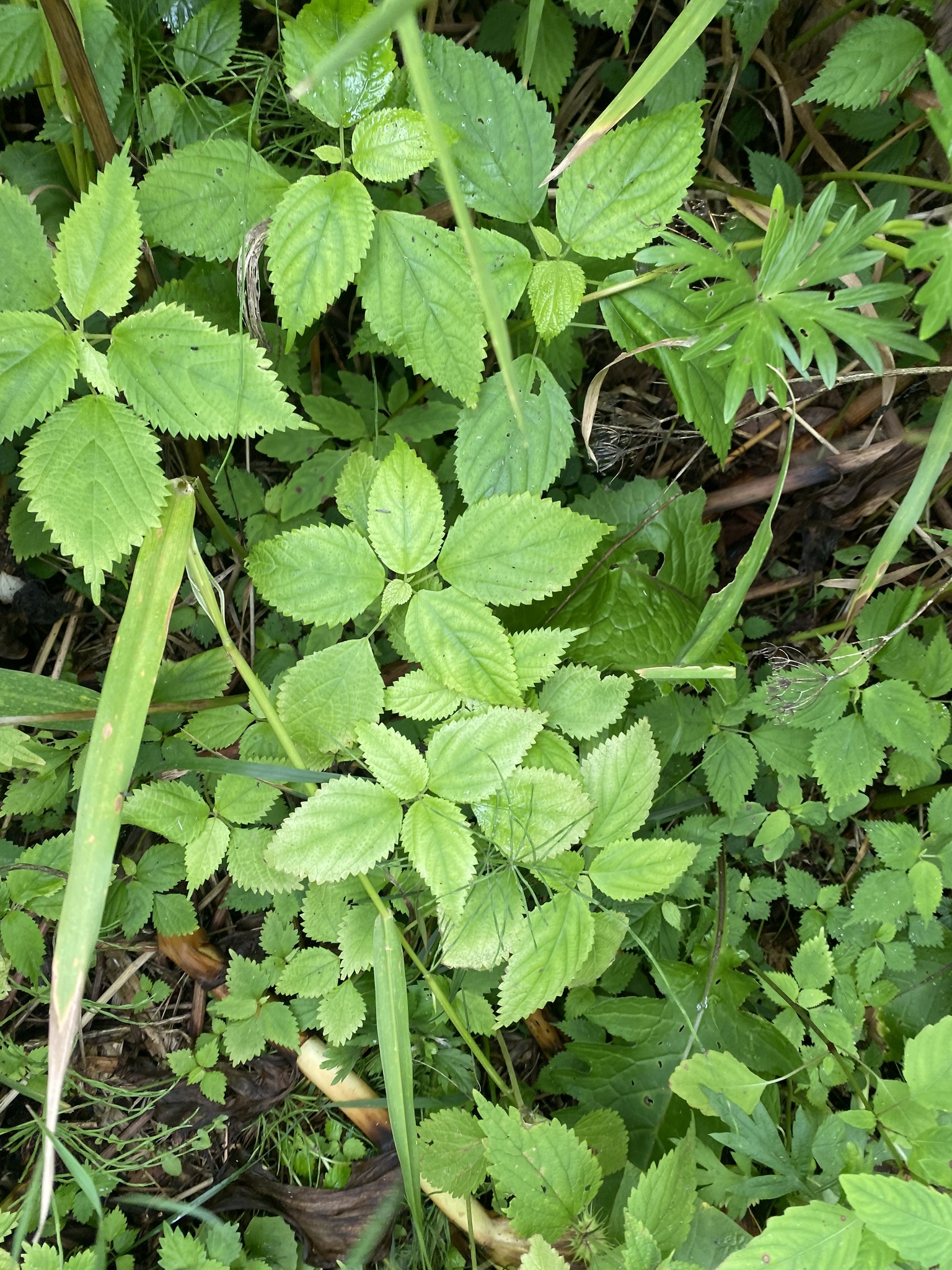 Bulbous Nettle (Laportea bulbifera)