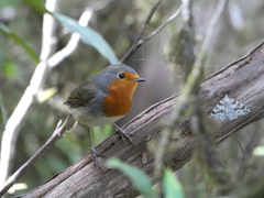 Erithacus rubecula superbus