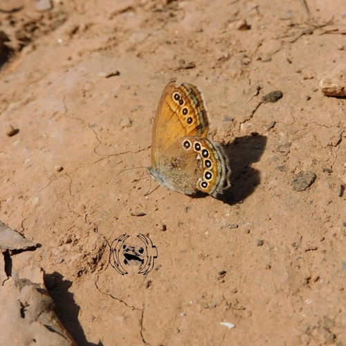 Coenonympha amaryllis