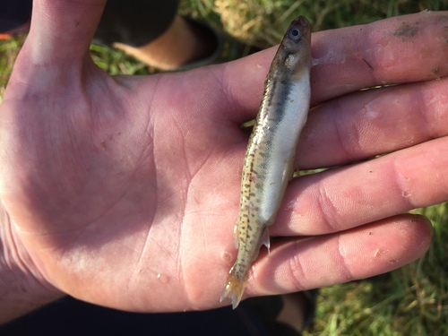 Galaxiiformes