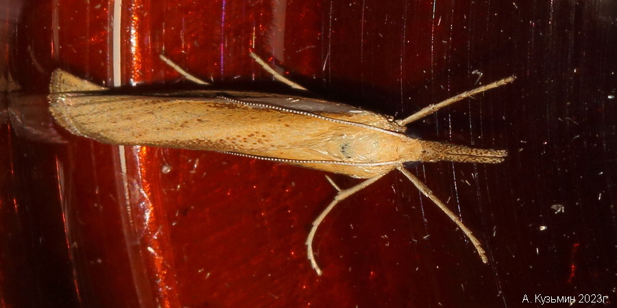 Травянка Темноватая (Agriphila tristella)