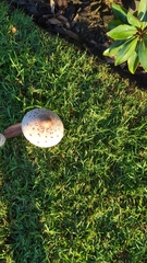 Chlorophyllum molybdites image