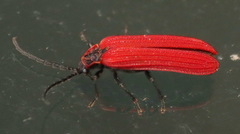 Dictyoptera aurora
