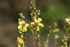 Verbascum pyramidatum