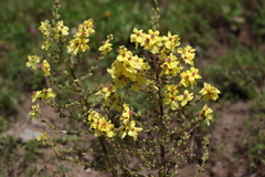 Verbascum pyramidatum