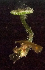 Polyphysaceae