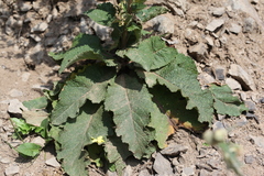 Verbascum pyramidatum
