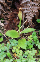 Pterostylis humilis