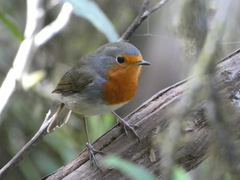 Erithacus rubecula superbus