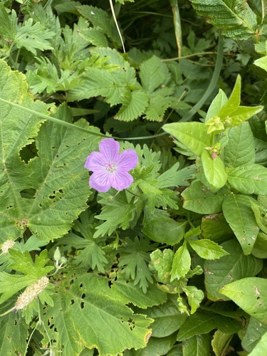 Geranium yesoense, photograph 3