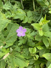 Илья Руденко, CC BY, iNaturalist via GBIF Geranium yesoense, photograph Илья Руденко, CC BY, iNaturalist via GBIF