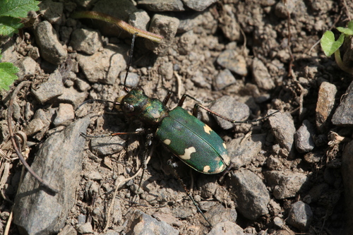 Cicindela desertorum