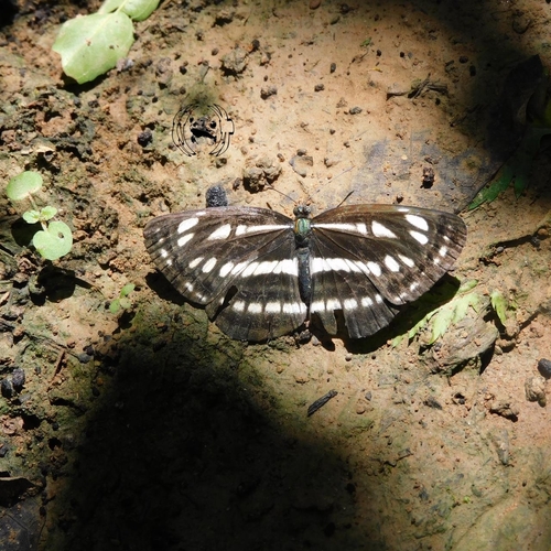 Pallas' Sailer