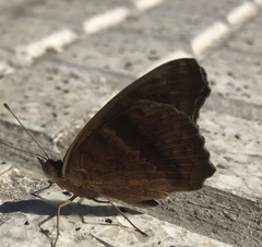 Junonia