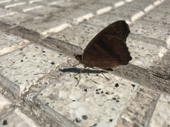 Junonia