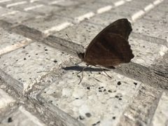 Junonia