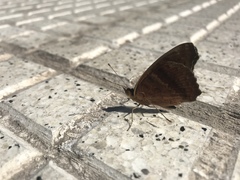 Junonia