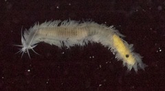 Phyllodocidae