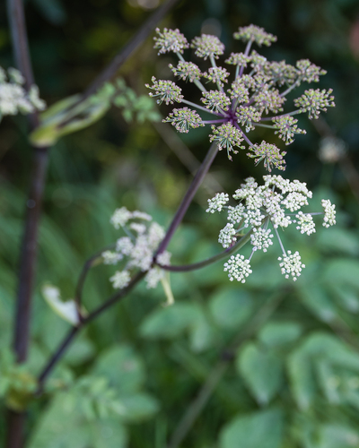 Angelica sylvestris L.