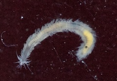 Phyllodocidae