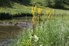 Ligularia subsagittata