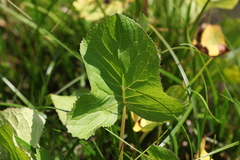 Ligularia subsagittata