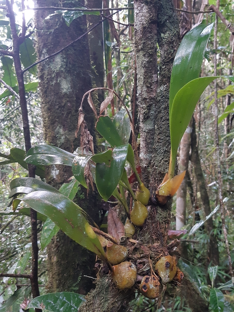 Bulbophyllum sulfureum Schltr. 3