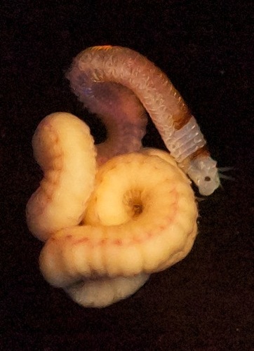 Representative image of Lysidice collaris