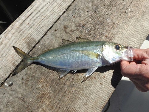 Grootoog-horsmakreel (Selar crumenophthalmus) — Carangidae — 2