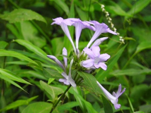 Image of Barleria cristata by (c) Subir B. Shakya, some rights reserved (CC BY)