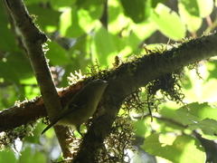 Regulus regulus teneriffae