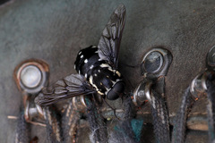 Triclista guttata