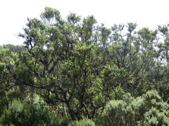 Genista canariensis image