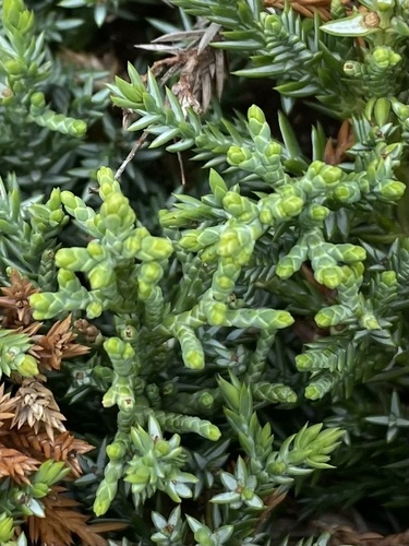 Juniper plant photo (Juniperus chinensis)