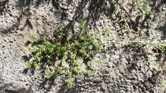 Loeflingia squarrosa