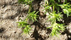 Loeflingia squarrosa