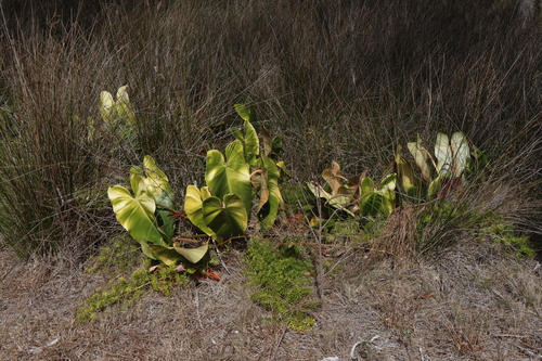 Philodendron erubescens