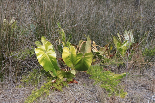 Philodendron erubescens
